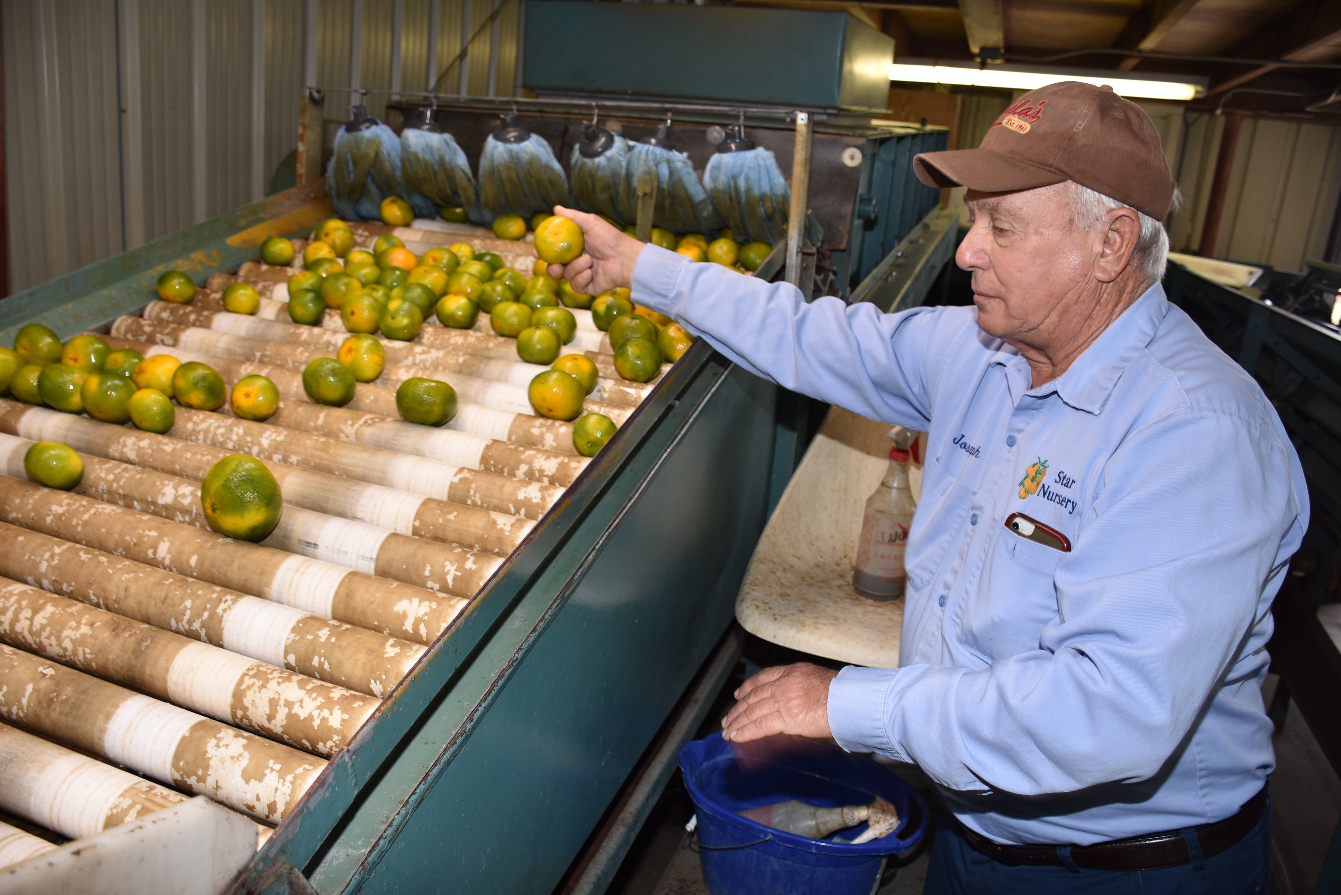 Citrus growers keep going despite weather, market setbacks